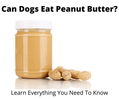 Will Peanut Butter Hurt Dogs
