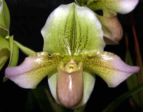 I have seen some nice large flowers along with beautiful leaves on these hybrids. About Orchids: Basic Orchid Care for Beginners - Paphiopedilum