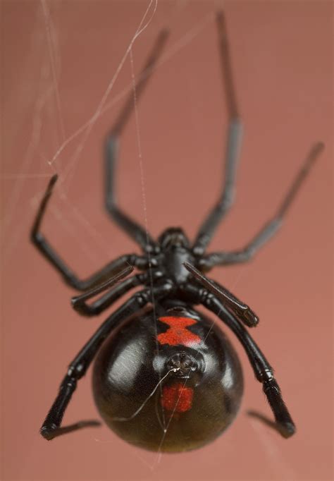 Black Widow Spider Aranha Viúva Negra Aracnídeos Especies De Aranhas