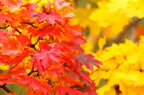 Abstract Autumn Background Bright Color Fall Leaf Leaves Maple