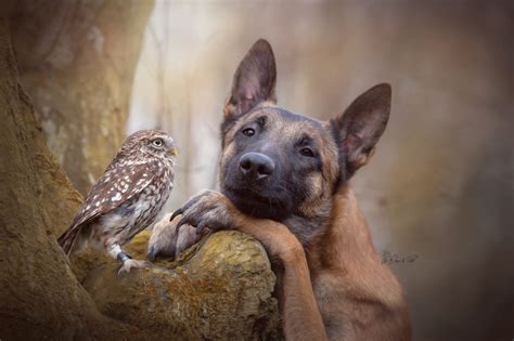 Photos Of Ingo The Dog And His Owl Friends Is The Only