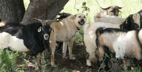 livestock guardian dogs