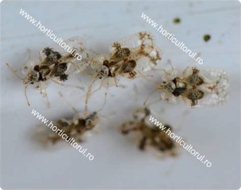 Insecticid karate zeon 50 cs Tigrul Parului (Stephanitis pyri): combatere ...