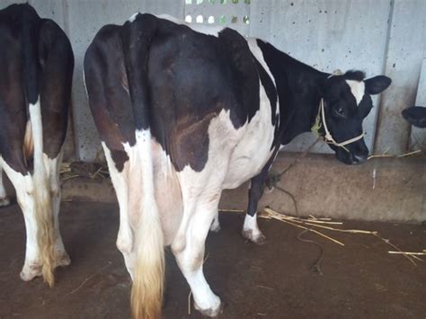 Holstein Friesian Cow Application Q Manager Help In Maintaining