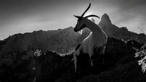 Black Goat Wallpapers Top Free Black Goat Backgrounds Wallpaperaccess