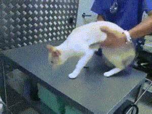 Cats love milk and are drawn to the smell of a. Cats Button GIF - Find & Share on GIPHY