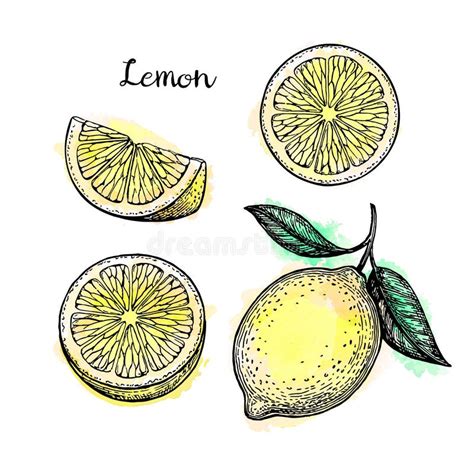 Sketch Of Lemon Stock Vector Illustration Of Nature 120732865
