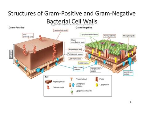 Structures Of Gram‐positive And Gram‐negative Bacterial Cell Walls
