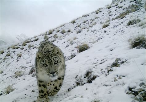 Pakistan 5 Year Project To Protect Snow Leopards Kicks Off Snow Leopard Trust