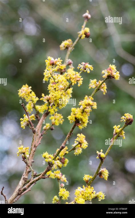Wispy Flowers High Resolution Stock Photography And Images Alamy