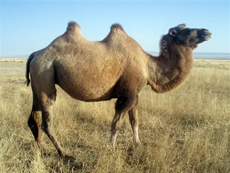 Friend Of The Week 153 Wild Bactrian Camel Rkemonofriends