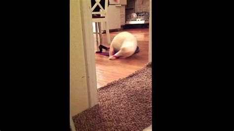 Funny Cat Chasing Tail Youtube