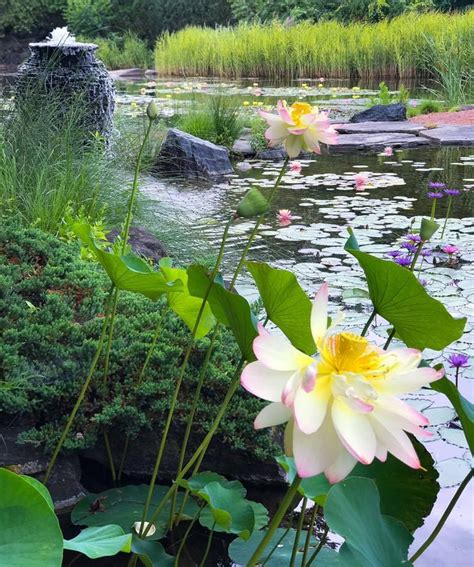Check spelling or type a new query. Pin by Water Garden Pond Supplies on Water Plants | Water ...
