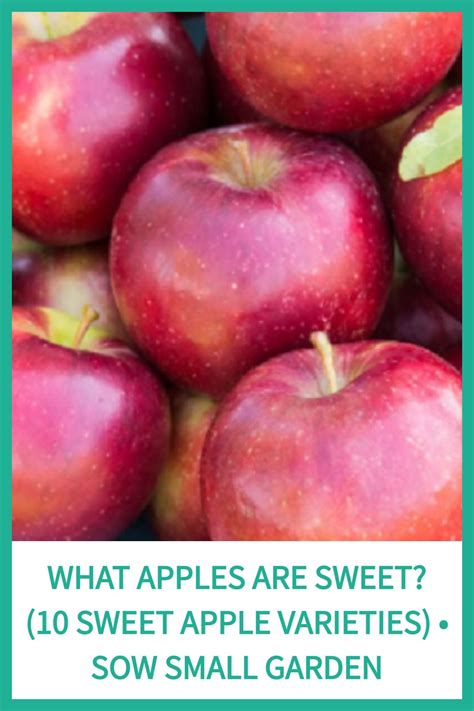 Wonder What Apples Are Sweet Check Out These 10 Sweet Apple Varieties You Can Grow In Your