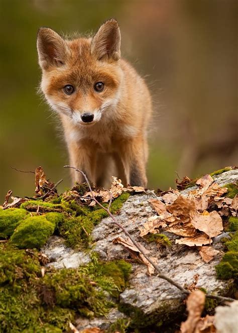 689 Best Foxes Images On Pinterest Foxes Wild Animals