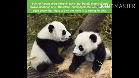 15 Facts About Giant Panda 2 Facts About Animals And Birds Youtube
