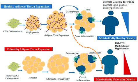 Ijms Free Full Text Adipose Tissue Plasticity In Response To