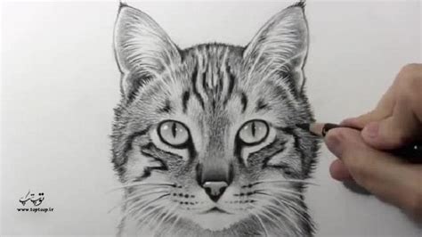 چگونه یک گربه نقاشی کنیم ، رسم گربه عکس تــــــــوپ تـــــــــاپ