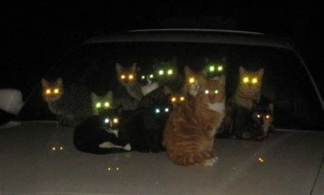 Glowing Cat Eyes
