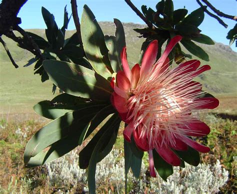 Flora Of Zimbabwe Species Information Individual Images Protea Caffra
