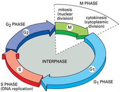 Ciclo celular y mitosis Biología