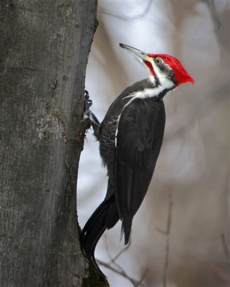 Woodpeckers In Texas 16 Species Near The Gulf Coast