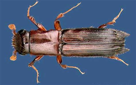 Ambrosia Beetles Platypus Spp