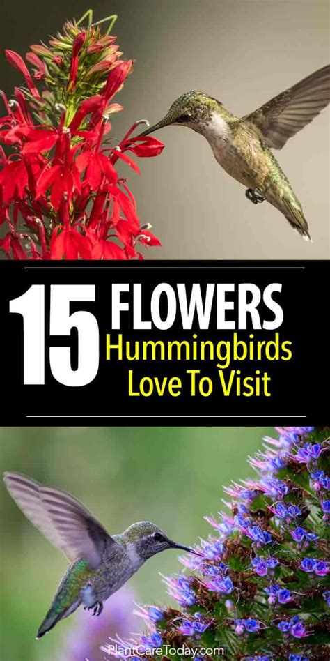 These hummingbirds are great to spot, and they are a bit rare. 15 Flowers Hummingbirds Love To Visit