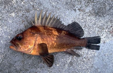 Fish And Wildlife Closes Nearshore Groundfish Fishery In Mendocino San