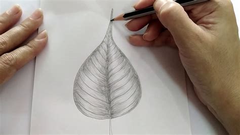 Learn To Draw And Shade A Peepal Leaffor Beginners