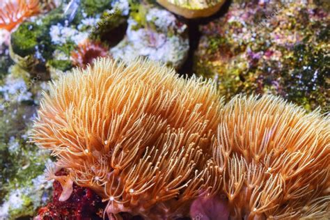 Sea Anemones And Corals In Aquarium — Stock Photo © Alexstemmer 98087342