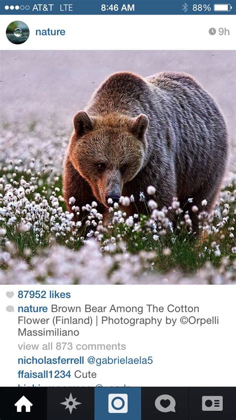 Grizzly Enjoying Some Fresh Cotton Flowers Brown Bear Animals Cute