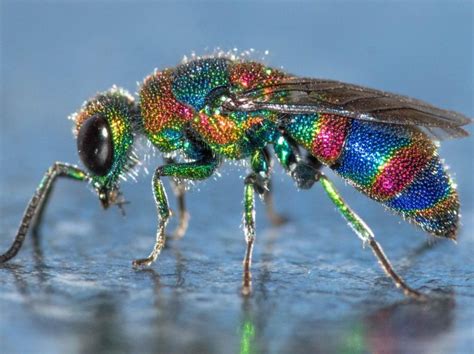 The Jewel Wasp Is Known For Its Unusual Reproductive Behavior Which