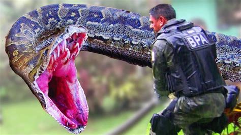 Epic Anaconda Fights Soldiers Youtube