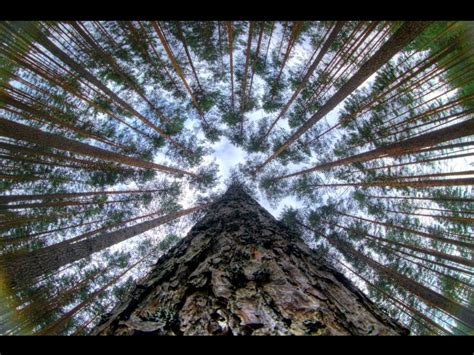 Pine Tree Forest Perspective Nature Photography Trees Nature