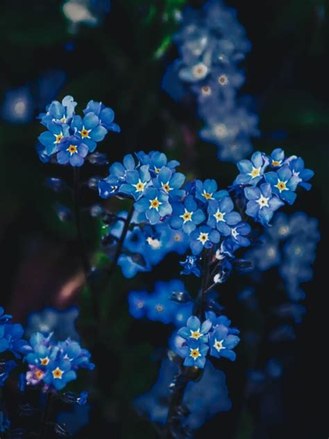 How To Grow And Care For Forget Me Not Flower Plant Agriculture Review