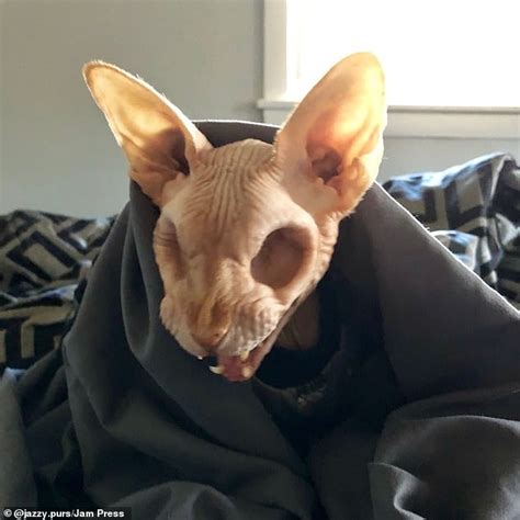 This Hairless Cat Who Had His Eyes Removed After Two Ulcers Is An Online Sensation Daily Mail