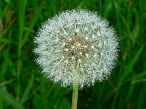 Dandelions are more commonly a weed. Is Dandelion Control In Pastures Wishful Thinking? - Horse ...