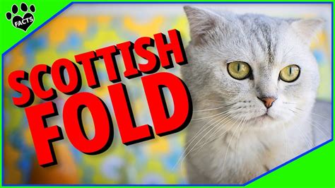 Top 10 Fun Facts About Scottish Fold Cats 101 Youtube