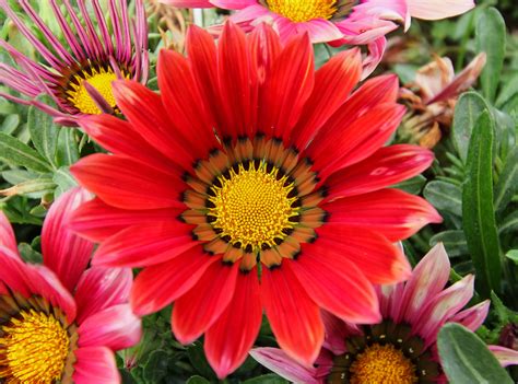 They say the things you retreat to. Treasure Flower (Gazania rigens) - Hidden Abilities ...