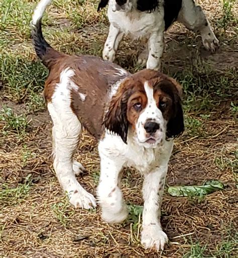 English Springer Spaniel Puppies For Sale | Anderson, CA #277451