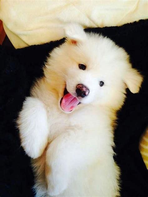 15 Fluffy Cloud Samoyeds Whose Smile Can Turn Anyones Frown Upside