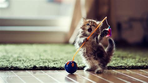 Hd Funny Lovely Playful Kitten Wallpaper Cute Little Kittens Kittens