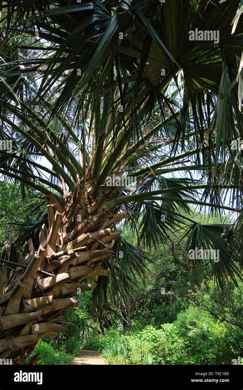 Palmetto Tree Hi Res Stock Photography And Images Alamy