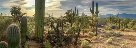 Descubre dónde viven los cactus y los cuidados de sus flores y plantas en jardín. ᐈ CACTUS DEL DESIERTO 【 Sonora | Chihuahua 】 2020