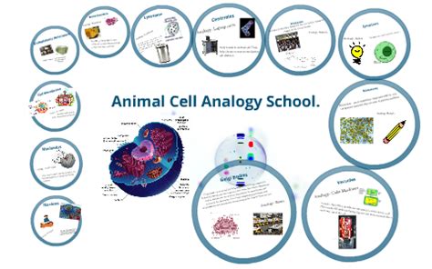 Jonathan everett science 2nd ms. Animal Cell Analogy. by Bailey Sandlin