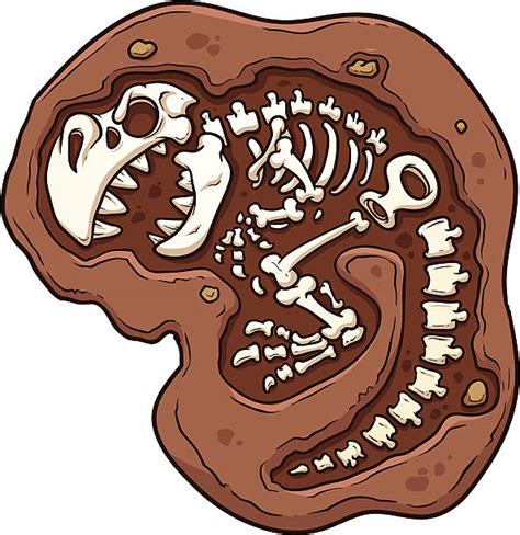 Fossil Clip Art Vector Images And Illustrations Istock