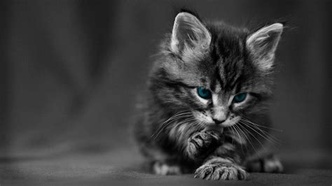 Cute Baby Kittens Wallpapers Wallpaper Cave