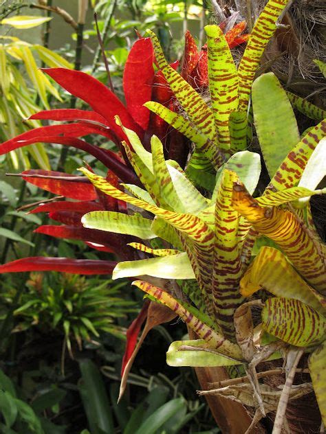 23 Plants Bromeliads Ideas Bromeliads Plants Tropical Landscaping