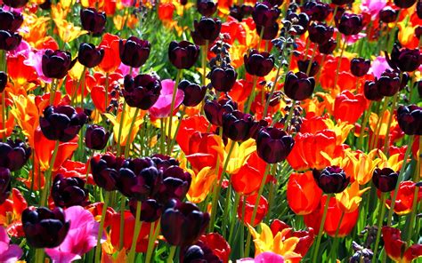 Colorful Flower Field Hd Desktop Wallpapers 4k Hd